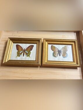Vintage Le P. Machaon & Le P. Apollon Butterfly Prints In Gold Wood Frames Small